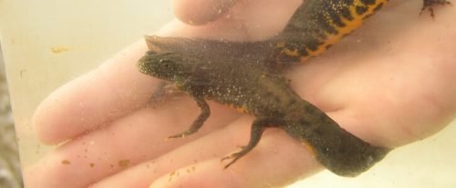 One of the largest great crested newt translocation projects in England